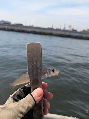 シロギスの釣果