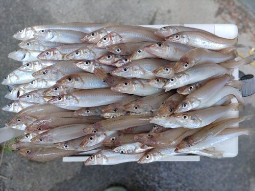 シロギスの釣果