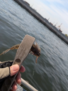 メゴチの釣果