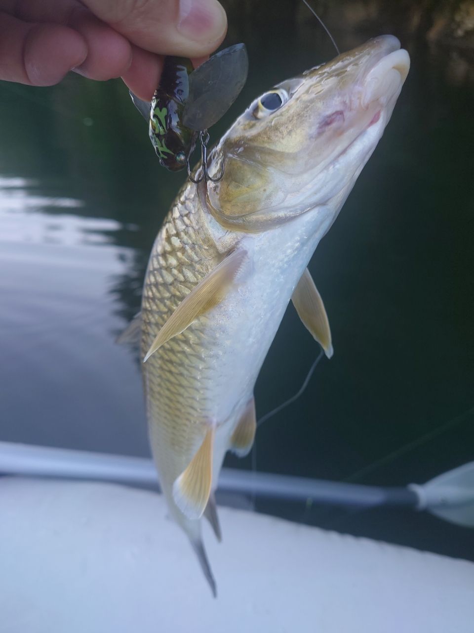 ニゴイの釣果写真