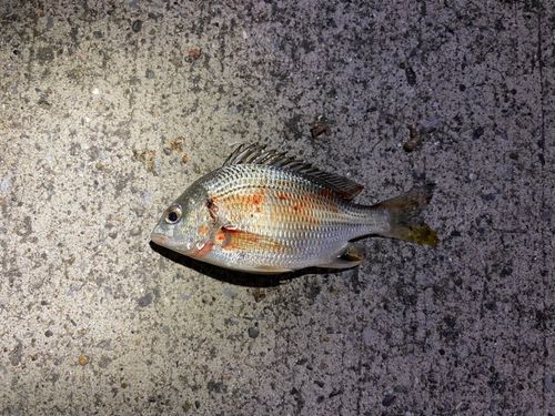 キダイの釣果