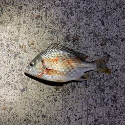 キダイ