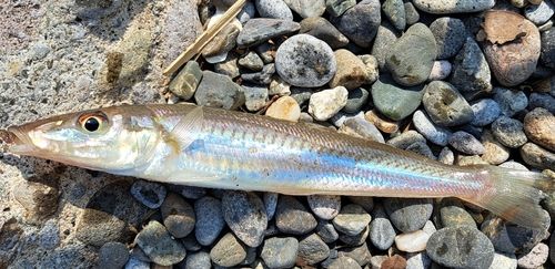 キスの釣果