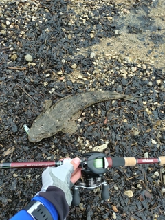 マゴチの釣果