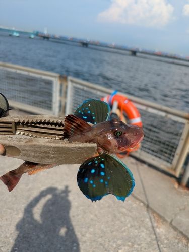 ホウボウの釣果