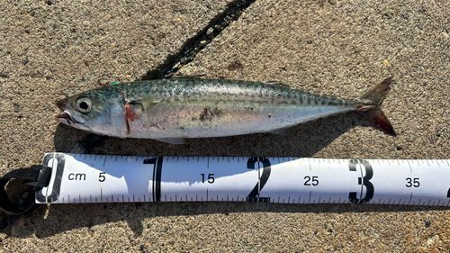 サバの釣果