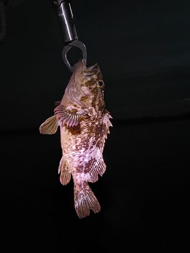 ムラソイの釣果