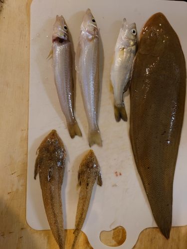 キスの釣果