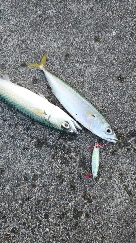 サバの釣果