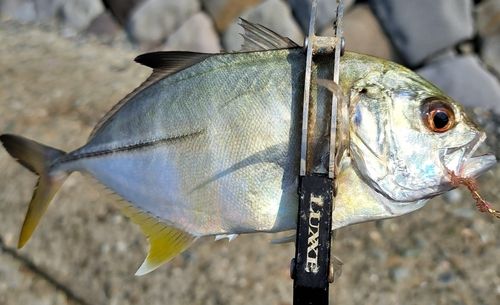 メッキの釣果