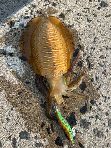 アオリイカの釣果