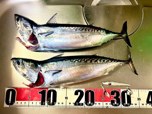 ソウダガツオの釣果