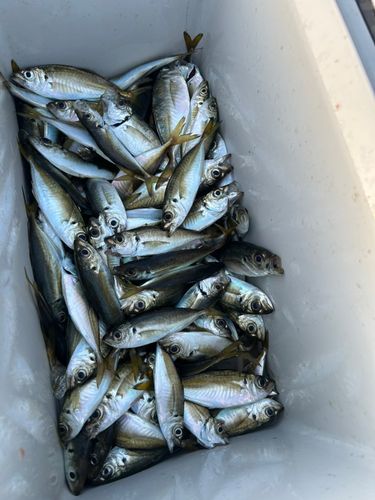 マアジの釣果