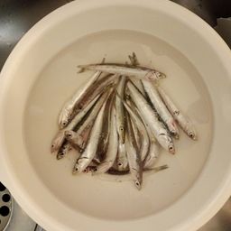 カタクチイワシ