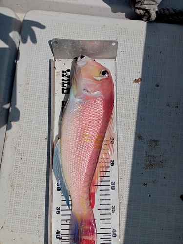 アマダイの釣果