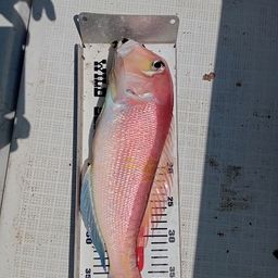 アマダイ