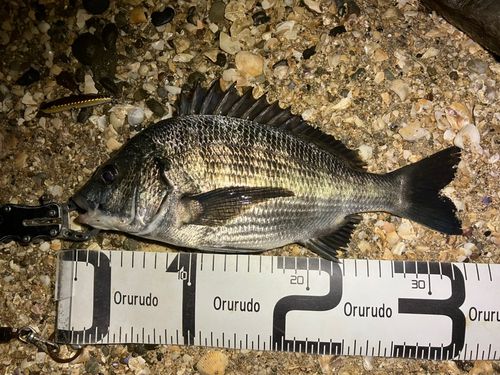 クロダイの釣果