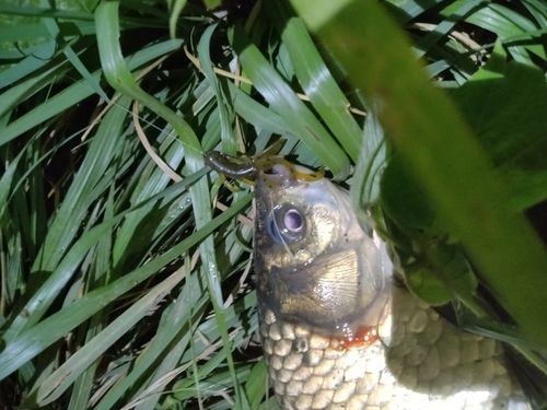 マブナの釣果
