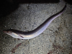 ハモの釣果