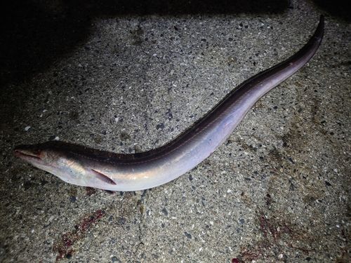 ハモの釣果