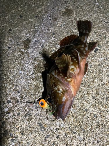 カサゴの釣果