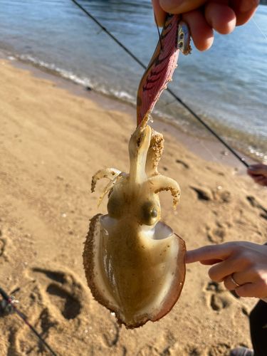 モンゴウイカの釣果