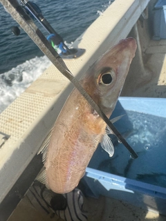 キスの釣果