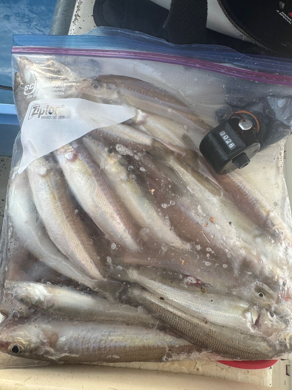 わんこわんさんの釣果 3枚目の画像