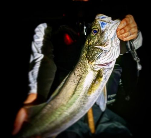 スズキの釣果