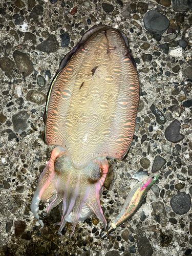 モンゴウイカの釣果