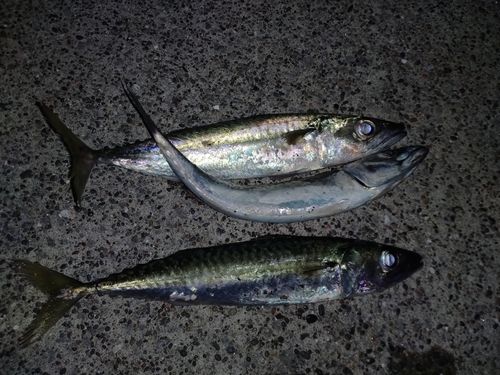 サバの釣果
