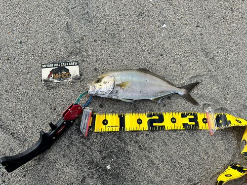 ショゴの釣果