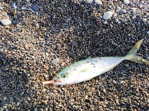 ワカシの釣果