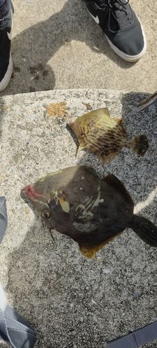 カワハギの釣果