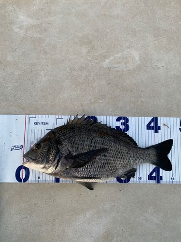 チヌの釣果