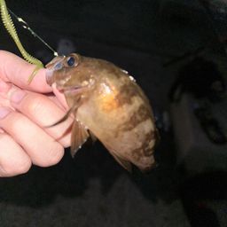 メバル