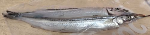 サヨリの釣果
