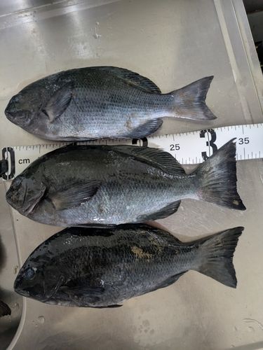 メジナの釣果