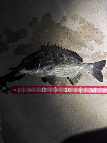 チヌの釣果