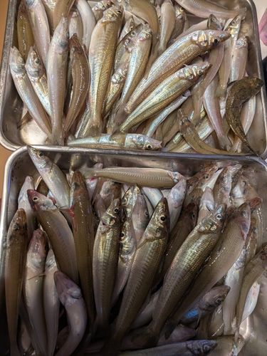 シロギスの釣果