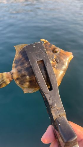 カワハギの釣果