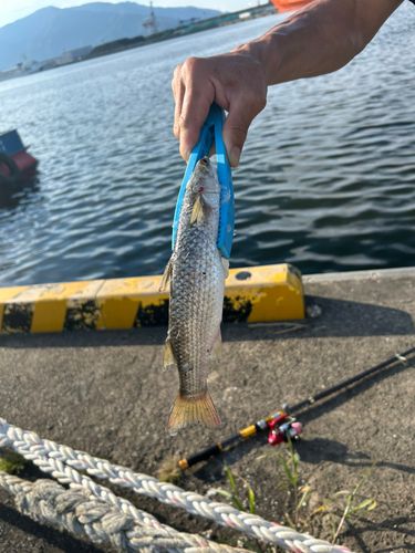 ボラの釣果