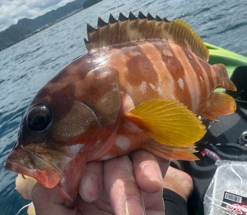 アカハタの釣果