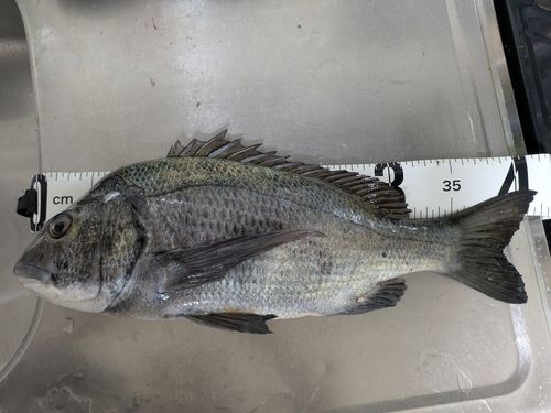 クロダイの釣果