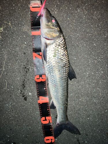 ニゴイの釣果