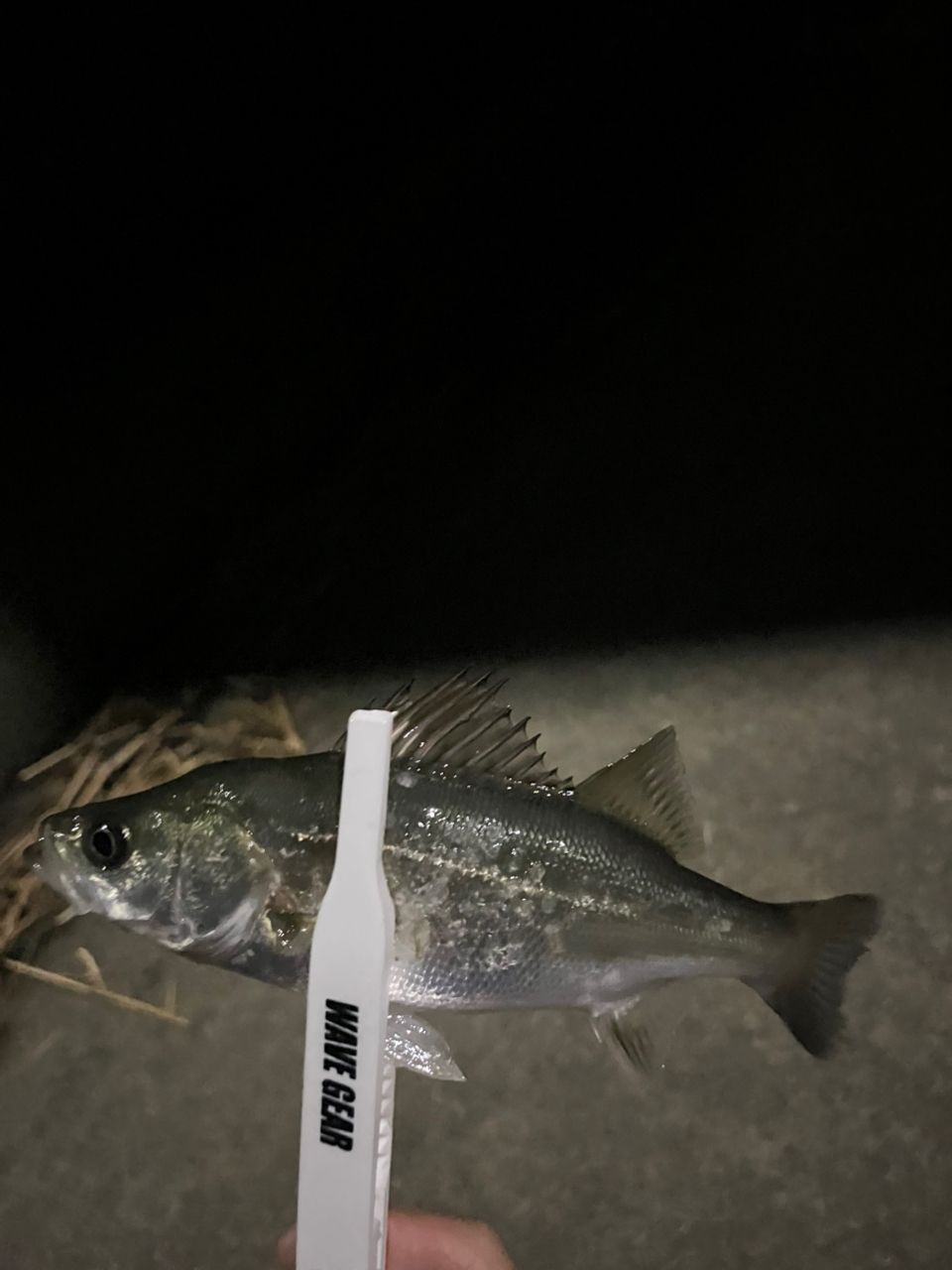 セイゴ（マルスズキ）