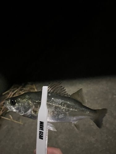 セイゴ（マルスズキ）の釣果