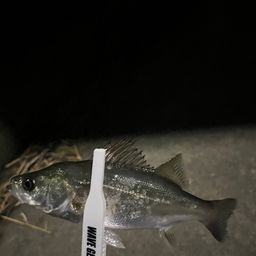 セイゴ（マルスズキ）