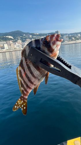 タカノハダイの釣果