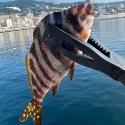 タカノハダイ